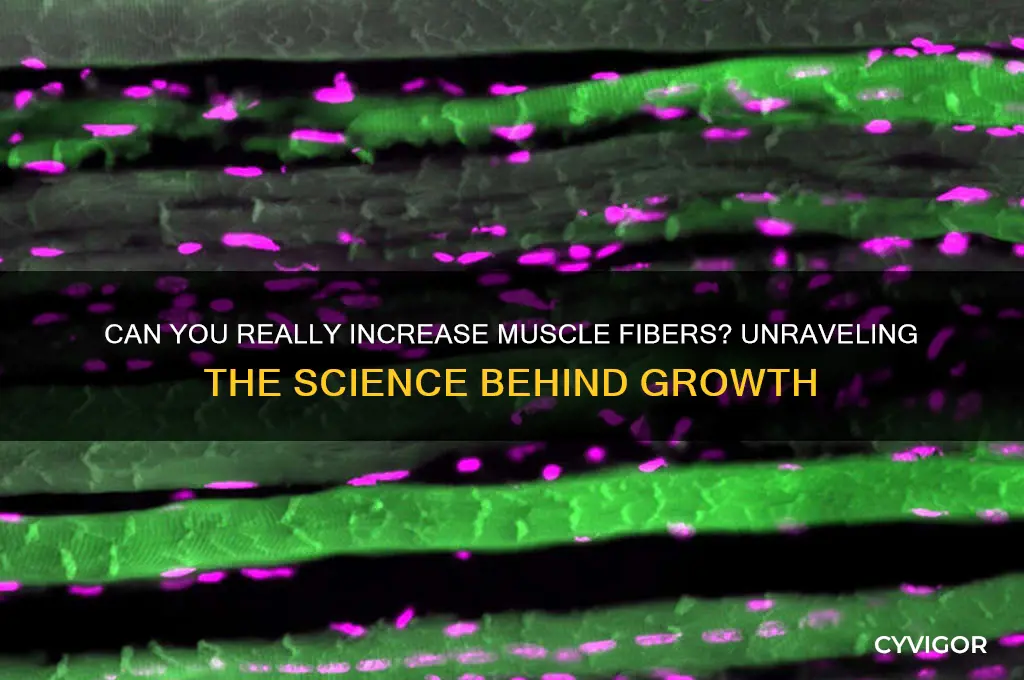 do you actually gain muscle fibers