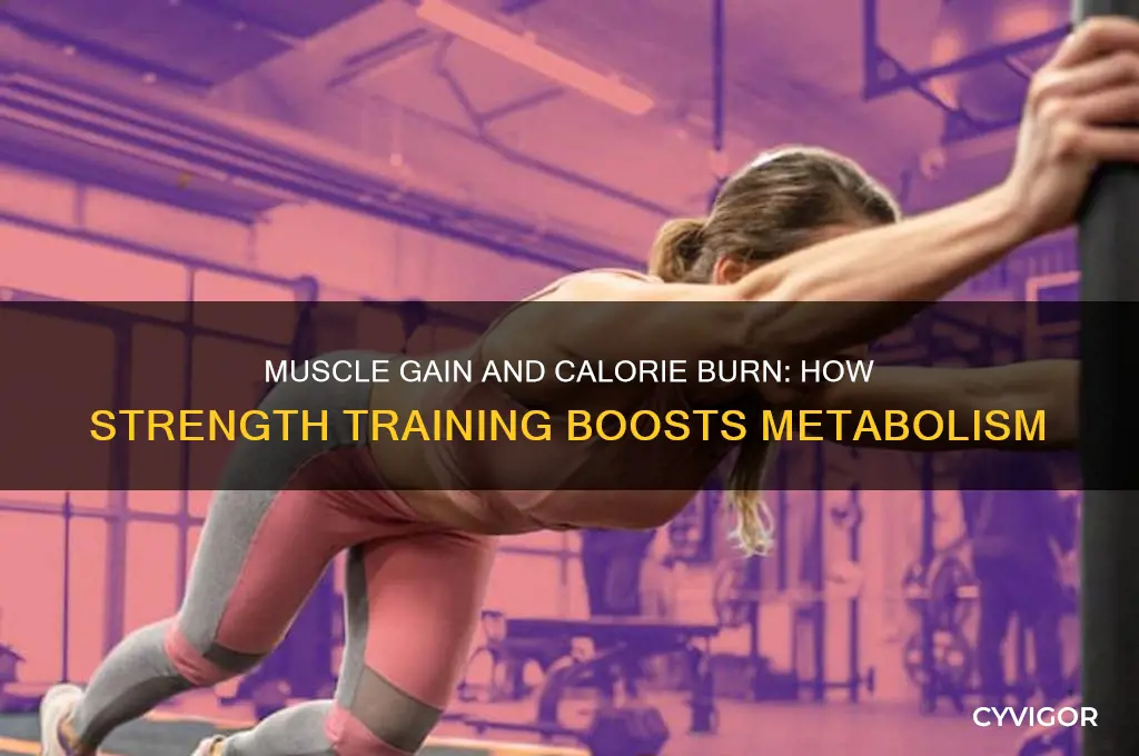 do you burn more calories when you gain muscle