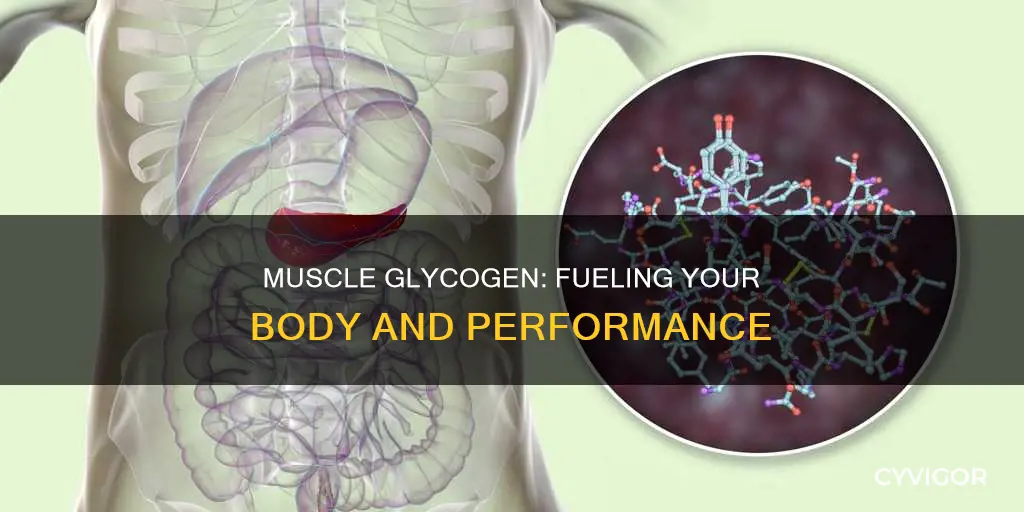 do you eat muscle glycogen