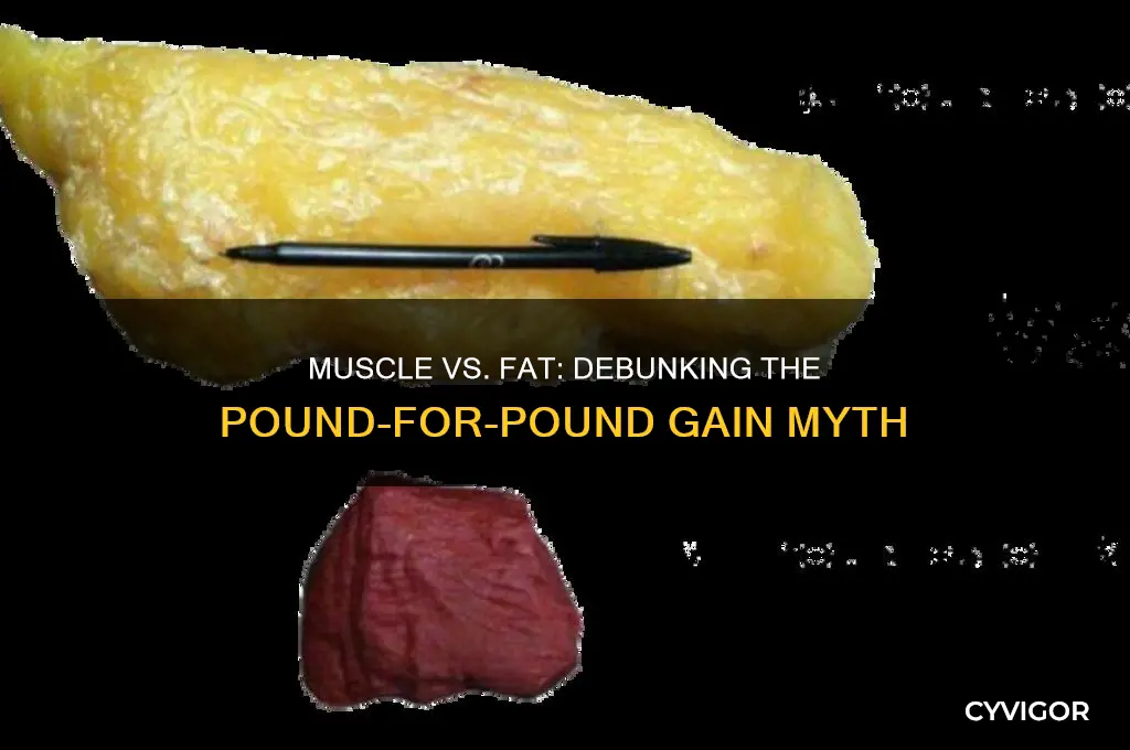 do you gain a pound of fat every muscle