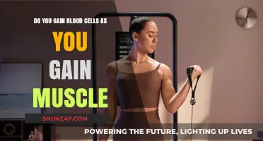 Muscle Growth and Blood Cells: Understanding the Connection and Benefits