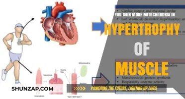 Muscle Hypertrophy and Mitochondria: Unlocking Cellular Energy Potential