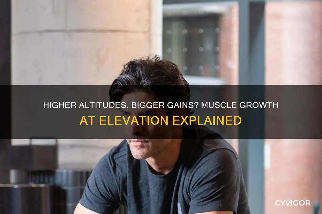 do you gain more muscle in higher altitudes