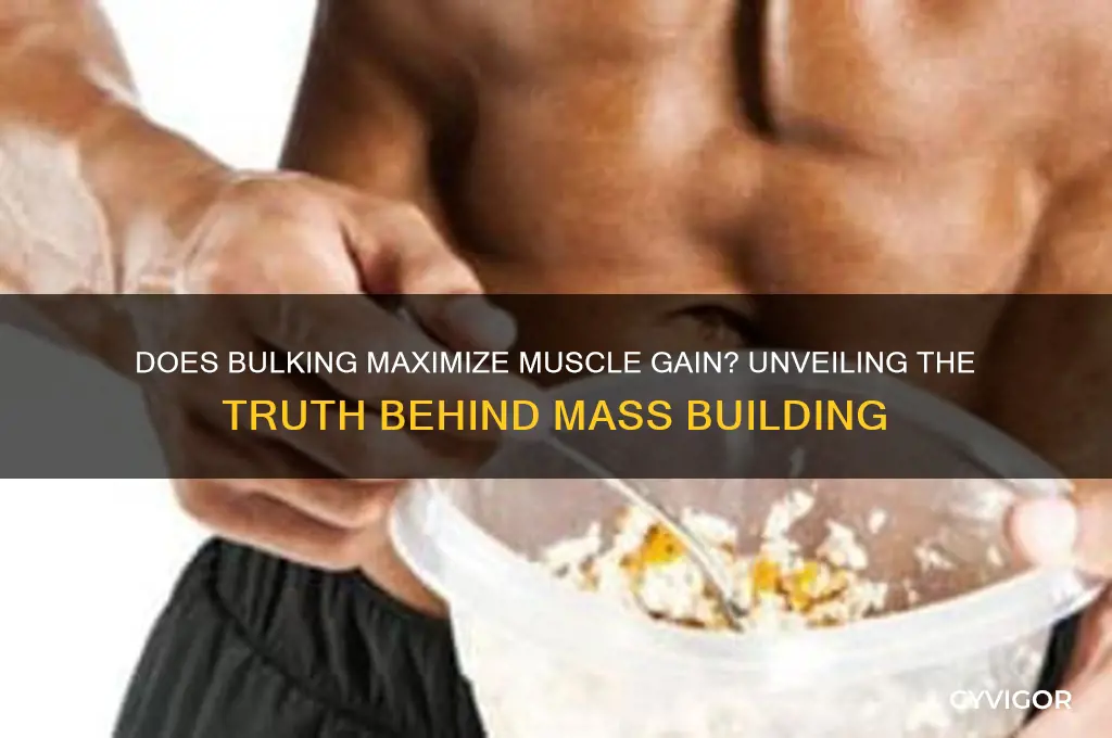 do you gain more muscle when bulking