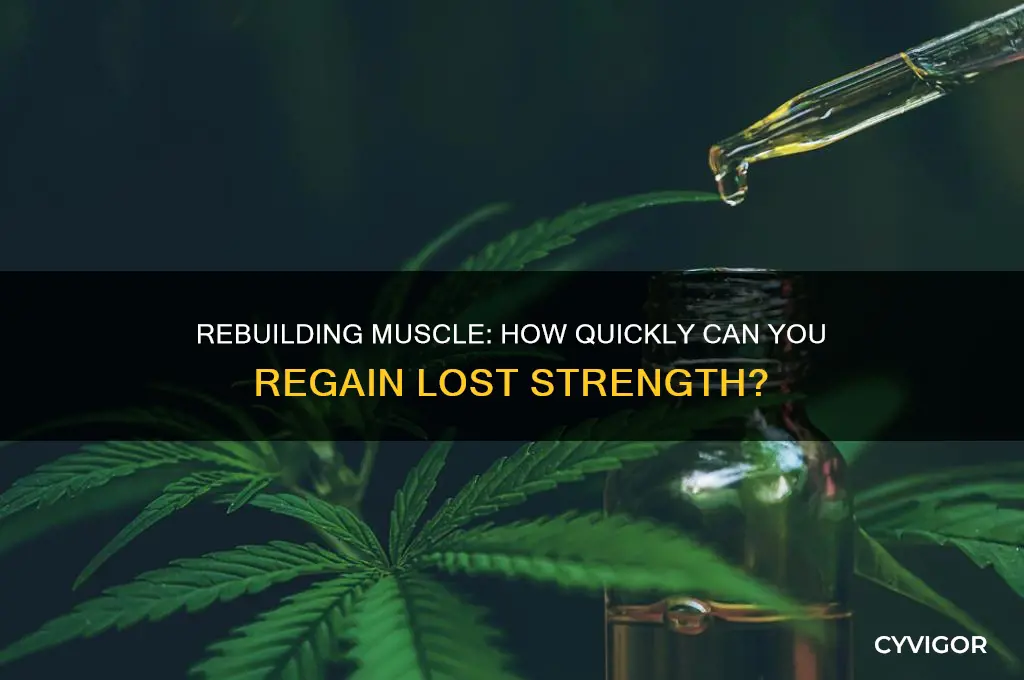 do you gain muscle back faster after losing it