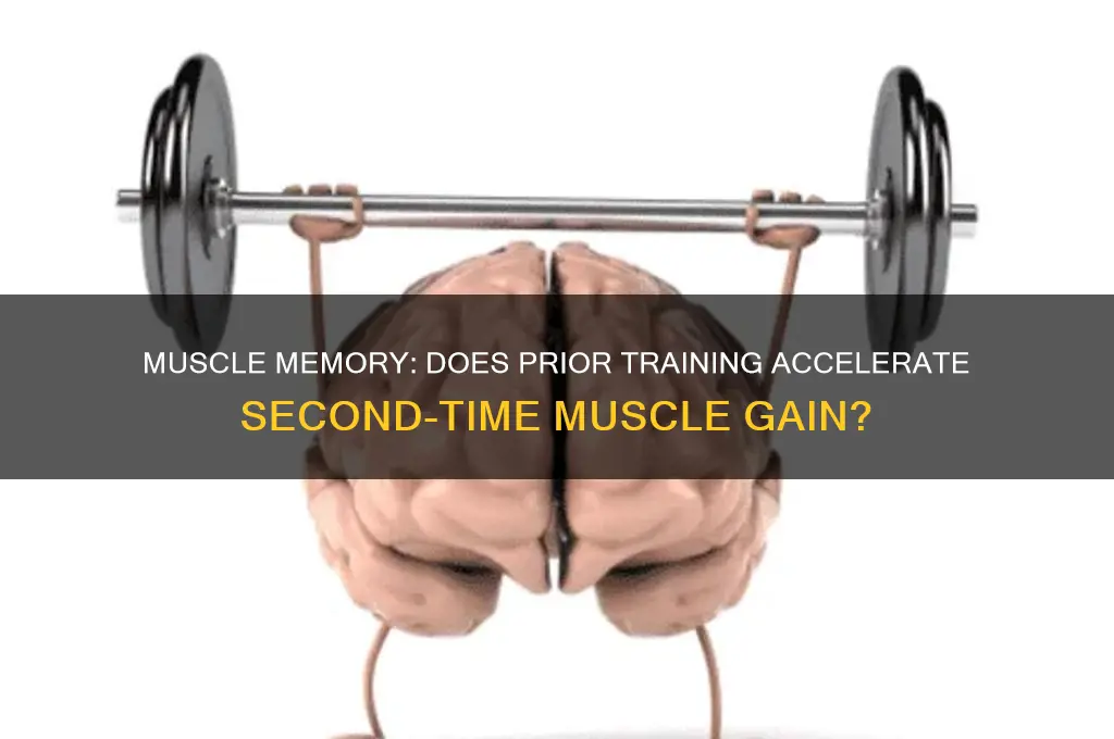 do you gain muscle faster the second time