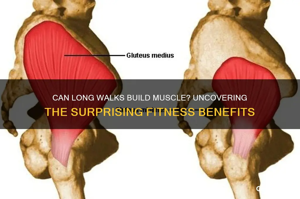do you gain muscle from long walks