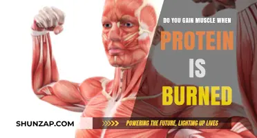 Does Burning Protein Build Muscle? Unraveling the Metabolism Myth