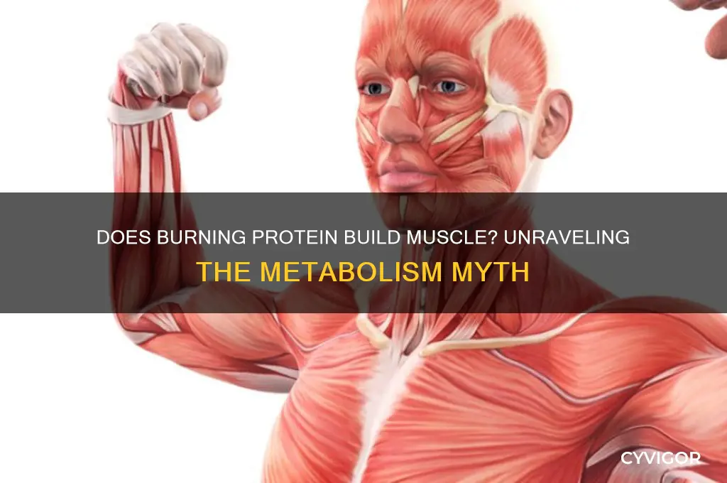 do you gain muscle when protein is burned