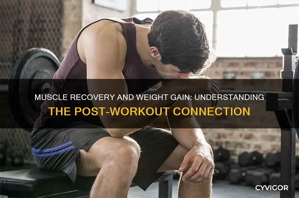 do you gain weight during muscle recovery
