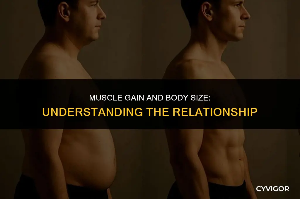 do you get bigger when putting on muscles