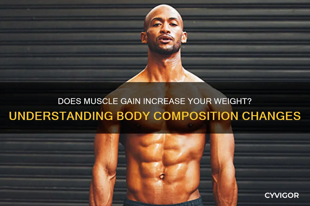 do you get heavier when you gain muscle