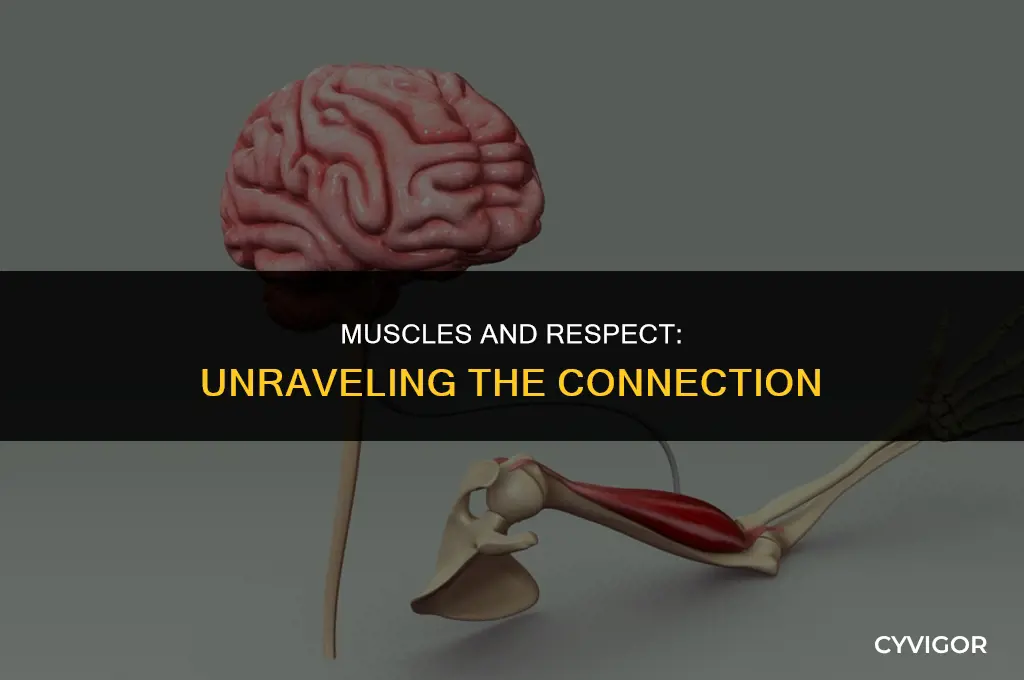 do you get more respect with muscles