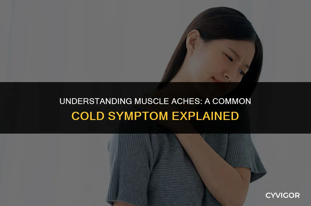 do you get muscle aches with a cold