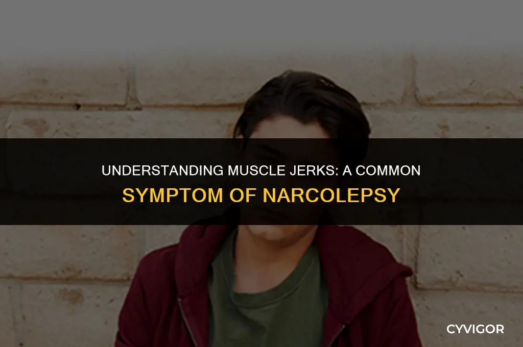 do you get muscle jerks during narcolepsy