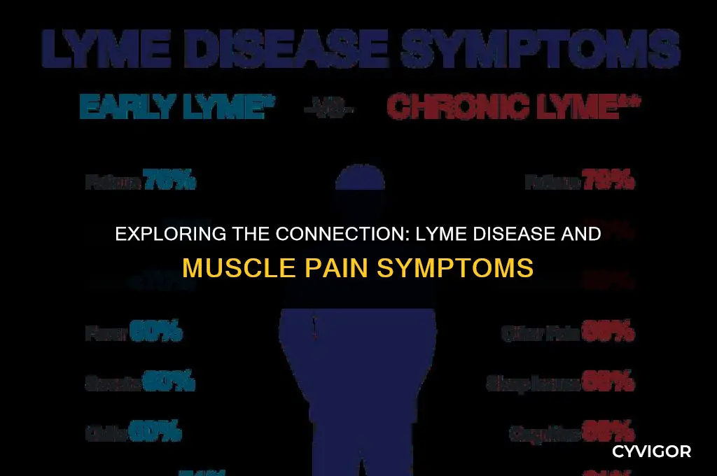 do you get muscle pain with lyme disease