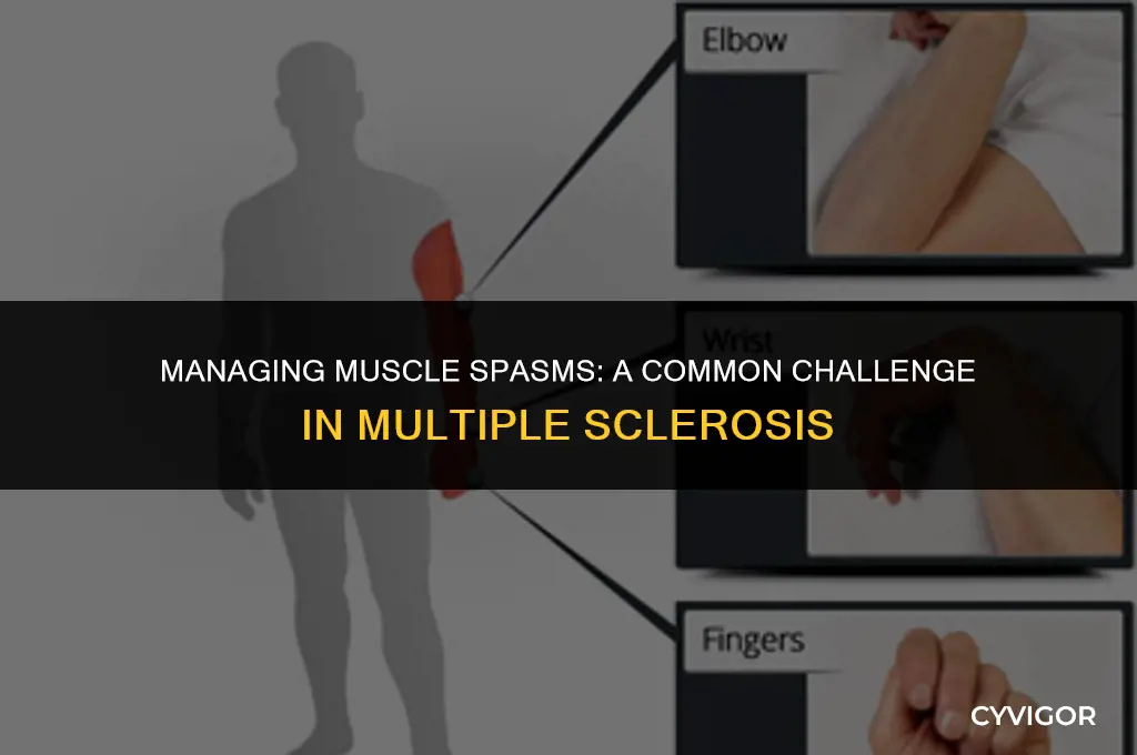 do you get muscle spasms with ms