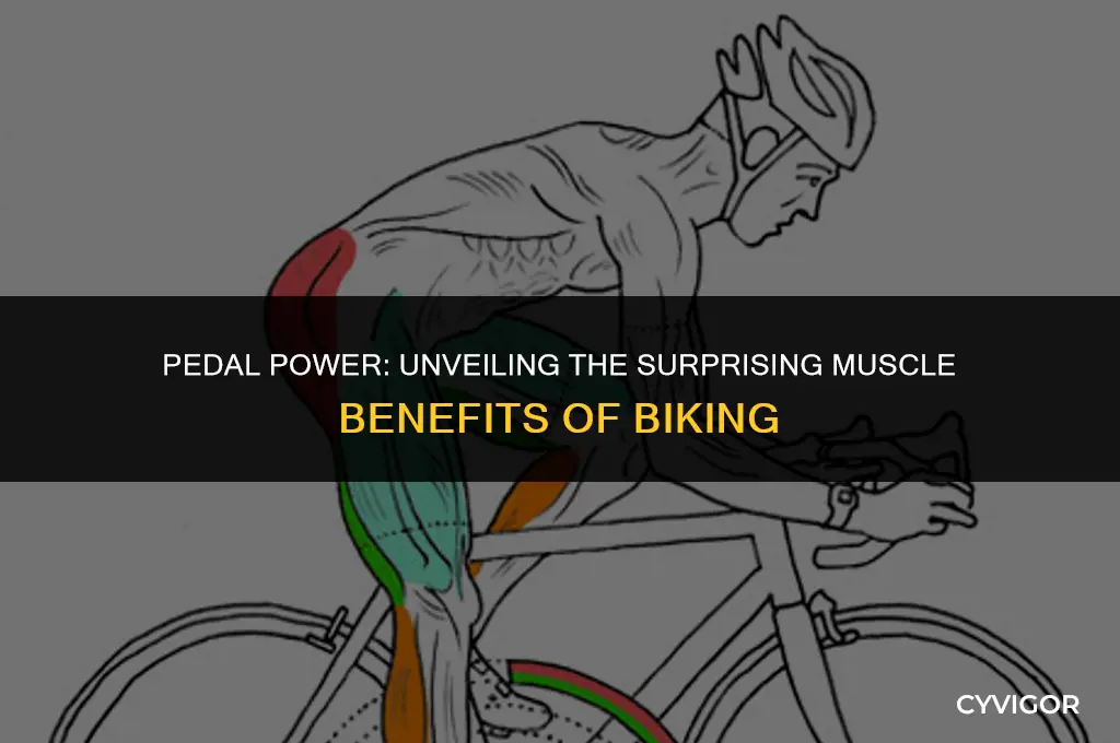 do you get muscles from biking