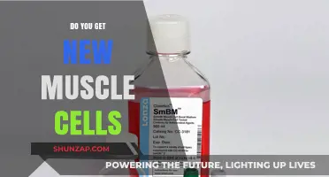 Unleashing Growth: The Science Behind Gaining New Muscle Cells