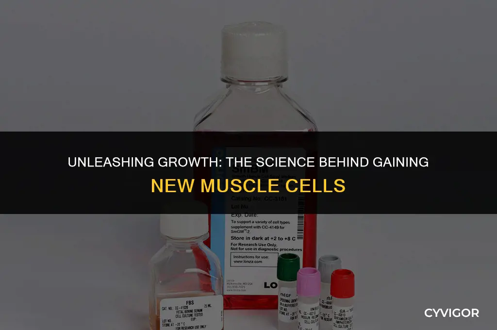 do you get new muscle cells