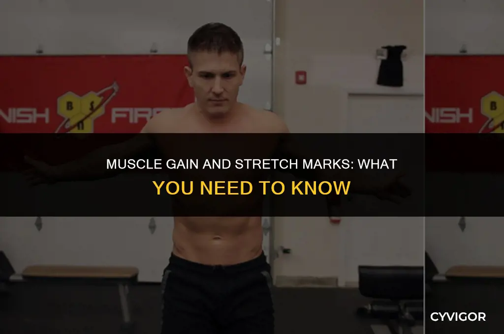 do you get strech marks when you are muscle