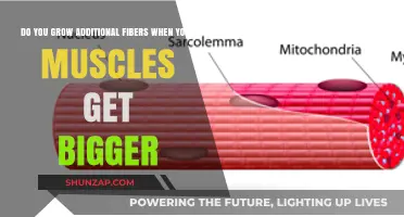 Muscle Growth and Fiber Increase: Unraveling the Connection