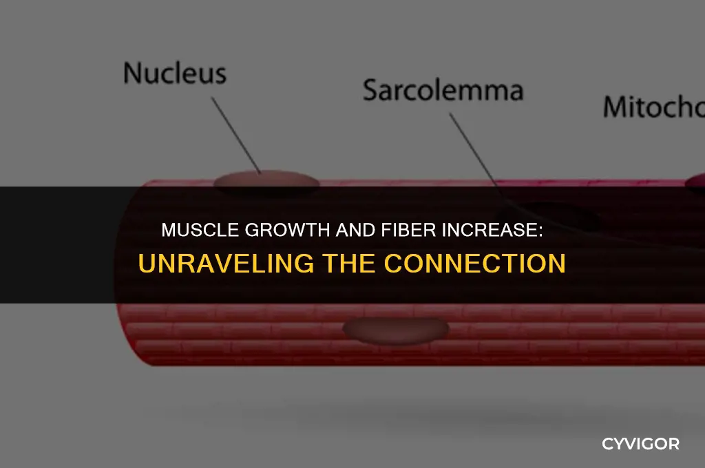 do you grow additional fibers when your muscles get bigger