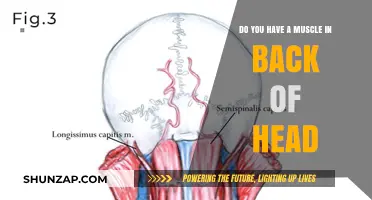 Exploring the Lesser-Known Muscles: The Fascinating World Behind Your Head