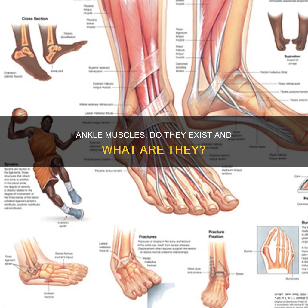 do you have ankle muscles