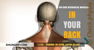 Exploring Your Back: The Role of Intercostal Muscles