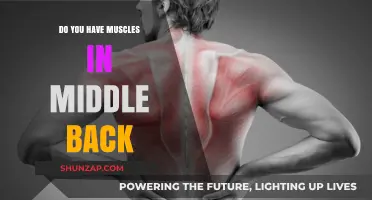 Unveiling the Hidden Strength: Exploring Middle Back Muscles
