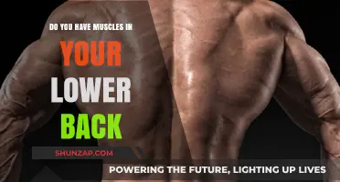 Unveiling the Hidden Strength: Exploring Lower Back Muscles