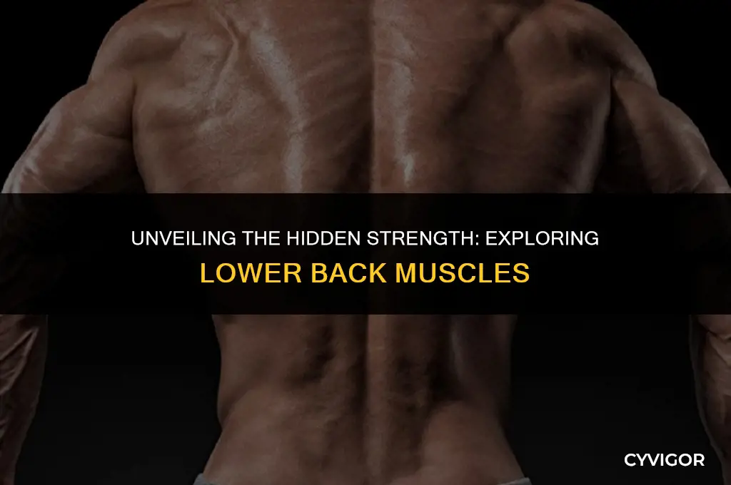 do you have muscles in your lower back
