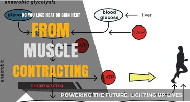 Muscle Contractions: Heat Loss or Gain During Physical Activity Explained