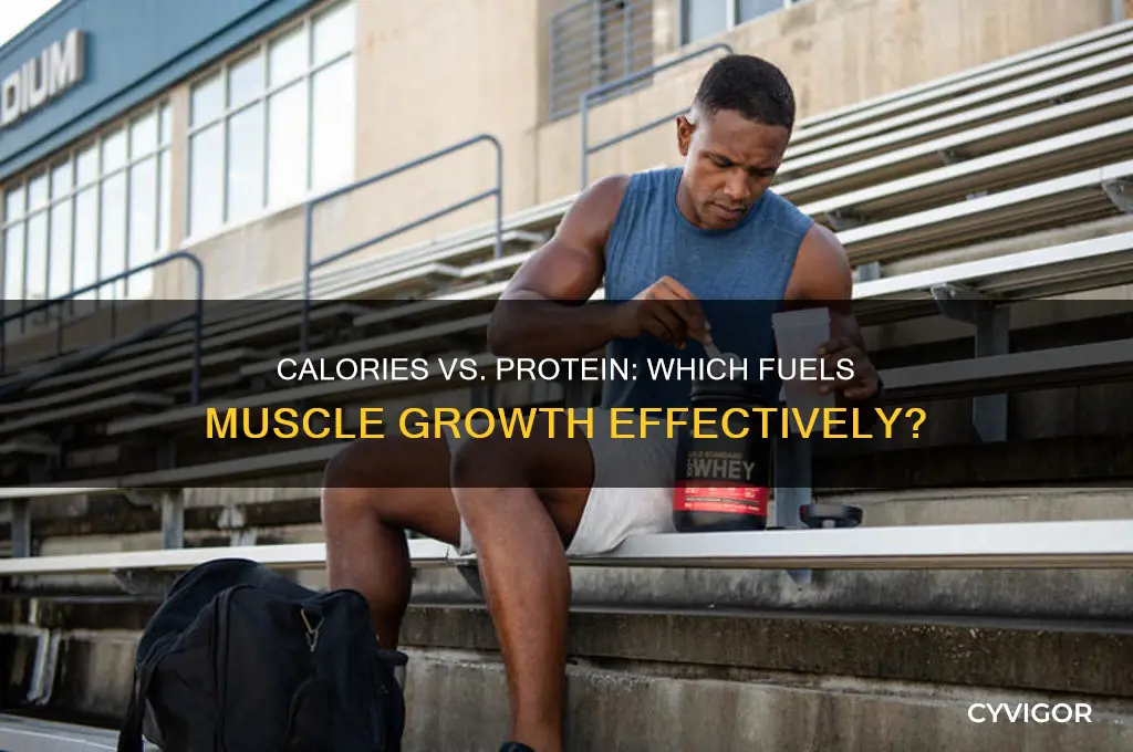 do you need calories or protein to gain muscle