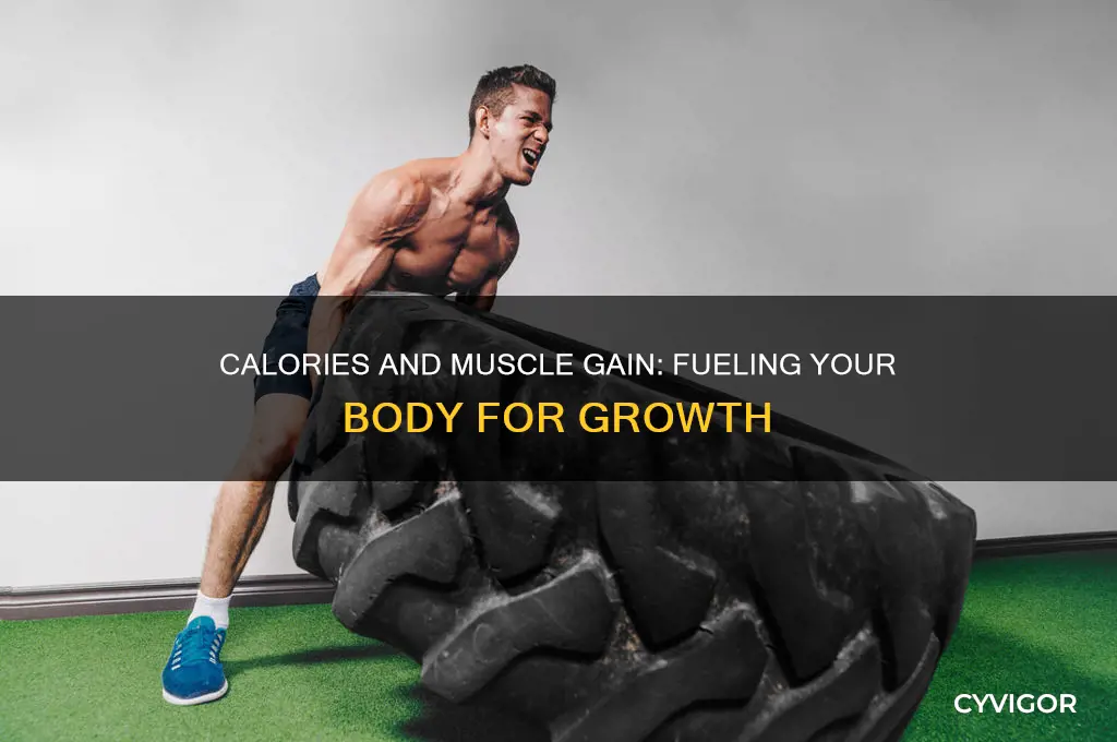 do you need calories to gain muscle