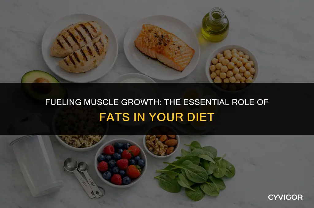 do you need fats to build muscle