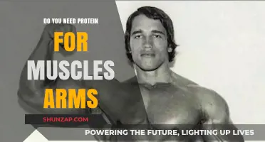 Protein's Role in Building Strong, Muscular Arms: Fact or Fiction?