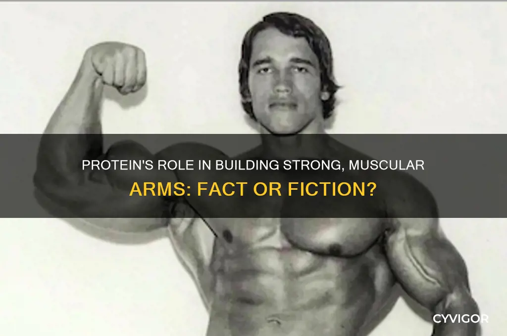 do you need protein for muscles arms
