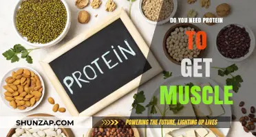 Building Muscle: The Essential Role of Protein in Your Diet