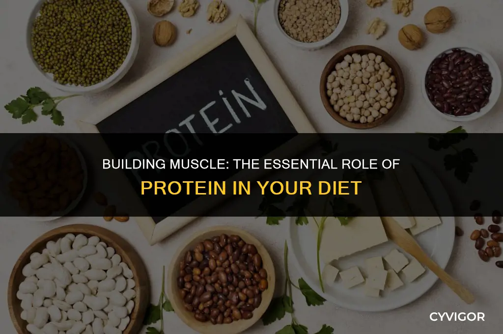 do you need protein to get muscle