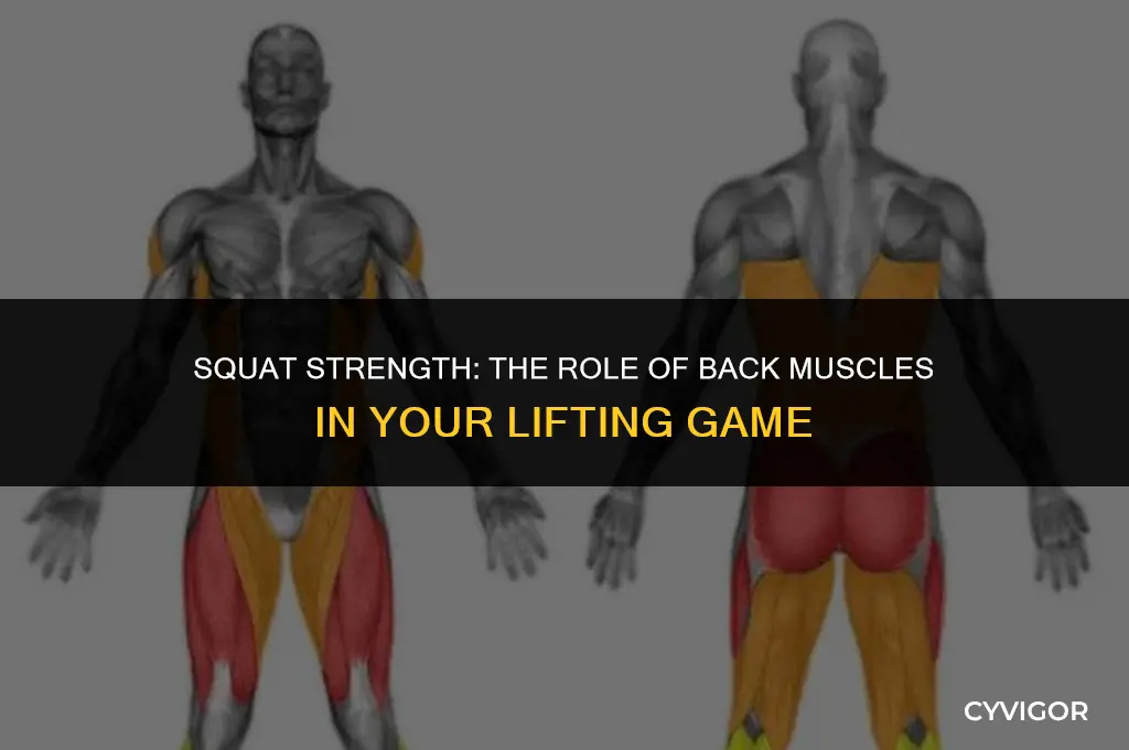 do you need strong back muscles to squat