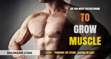 Testosterone's Role in Muscle Growth: Essential Hormone or Myth?