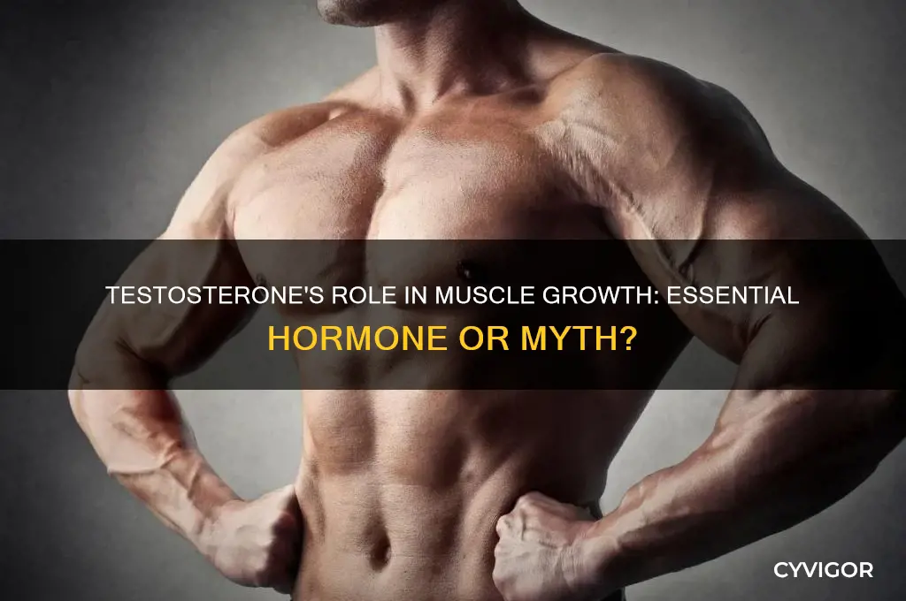 do you need testosterone to grow muscle