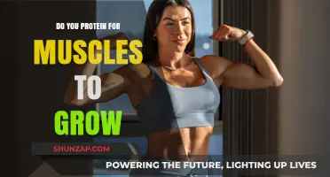 Protein Power: Unlocking Muscle Growth and Recovery Secrets