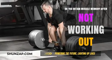 Muscle Memory Retention: What Happens When You Stop Working Out?