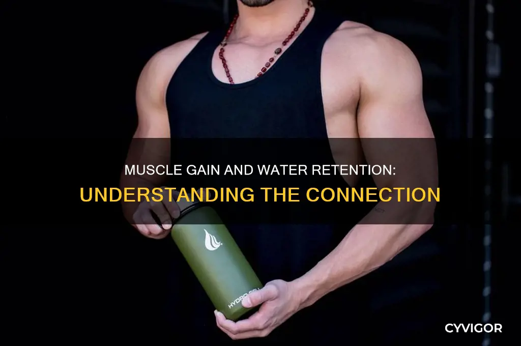 do you retain water as you gain muscle