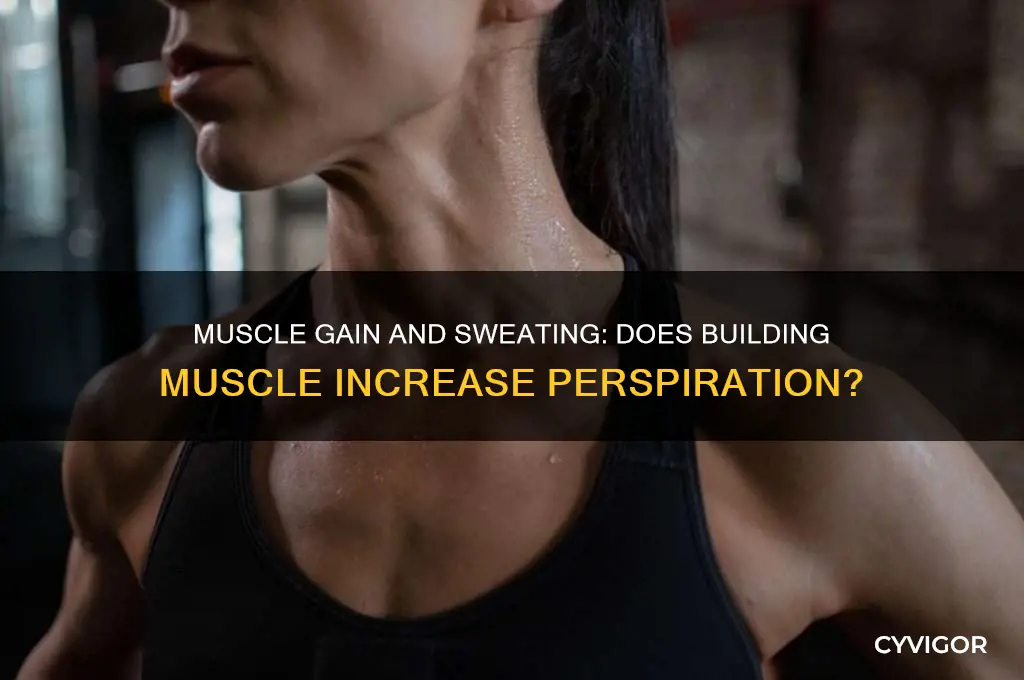 do you sweat more when you gain muscle