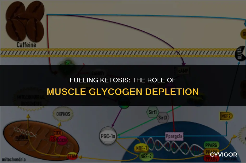 do you use up muscle glycogen to get into ketosis