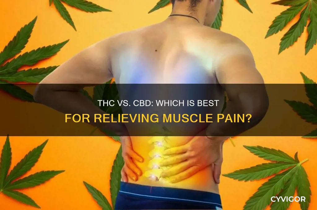 do you want thc or cbd for muscle pain